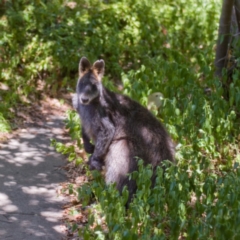 Wallabia bicolor (Swamp Wallaby) at Ainslie, ACT - 3 Dec 2019 by fledgeling