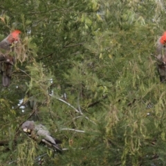 Callocephalon fimbriatum (Gang-gang Cockatoo) at Acton, ACT - 3 Dec 2019 by HelenCross