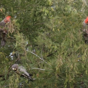 Callocephalon fimbriatum at Acton, ACT - suppressed