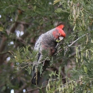 Callocephalon fimbriatum at Acton, ACT - 3 Dec 2019