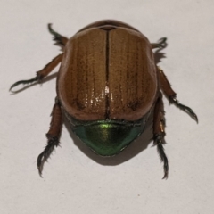 Anoplognathus brunnipennis (Green-tailed Christmas beetle) at Kambah, ACT - 4 Dec 2019 by HelenCross