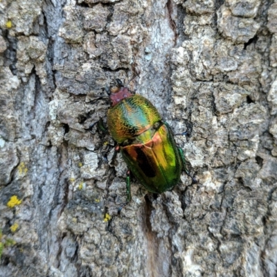 Lamprima aurata (Golden stag beetle) at Coree, ACT - 26 Dec 2016 by HelenCross