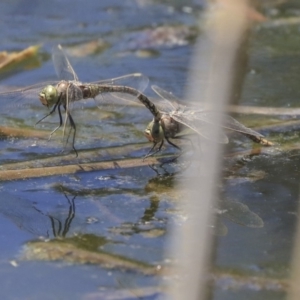 Anax papuensis at Gungahlin, ACT - 28 Oct 2019