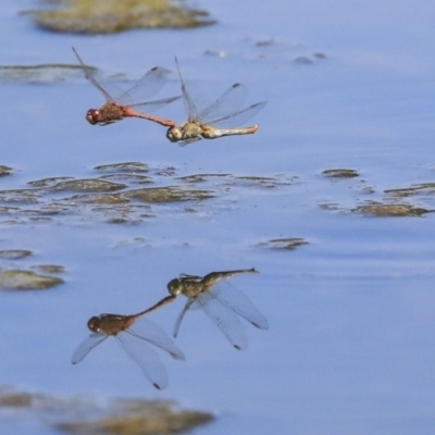 Diplacodes bipunctata (Wandering Percher) at Gungahlin, ACT - 28 Oct 2019 by AlisonMilton