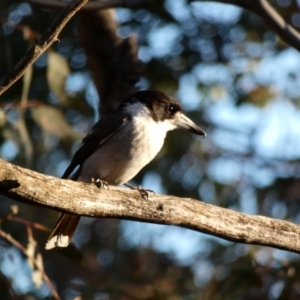 Cracticus torquatus at Deakin, ACT - 4 Dec 2019 07:10 PM