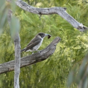 Cracticus torquatus at Deakin, ACT - 4 Dec 2019 07:10 PM