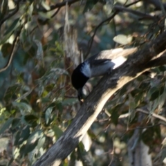 Cracticus torquatus at Deakin, ACT - 4 Dec 2019 07:10 PM