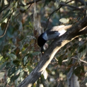 Cracticus torquatus at Deakin, ACT - 4 Dec 2019 07:10 PM