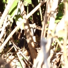 Pogona barbata (Eastern Bearded Dragon) at Hughes, ACT - 4 Dec 2019 by Ct1000