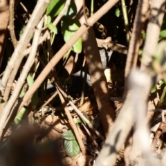 Pogona barbata at Hughes, ACT - 4 Dec 2019