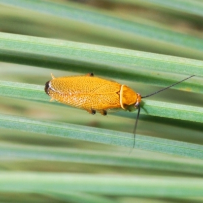 Ellipsidion australe (Austral Ellipsidion cockroach) at Acton, ACT - 3 Dec 2019 by Harrisi