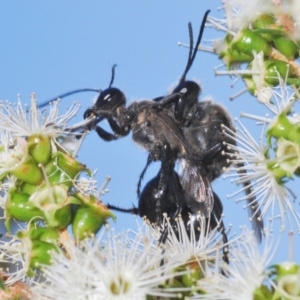 Sphex sp. (genus) at Acton, ACT - 3 Dec 2019