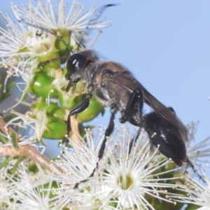 Sphex sp. (genus) at Acton, ACT - 3 Dec 2019