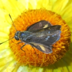 Taractrocera papyria (White-banded Grass-dart) at Acton, ACT - 3 Dec 2019 by Harrisi