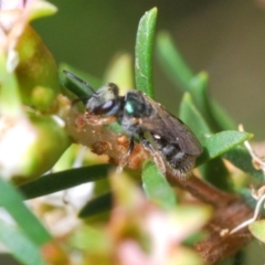 Lasioglossum (Homalictus) sp. (genus & subgenus) (Furrow Bee) at Hackett, ACT - 3 Dec 2019 by Harrisi