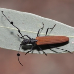 Tropis roei (Roe's longhorn beetle) at Hackett, ACT - 3 Dec 2019 by TimL