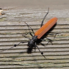 Tropis roei at Hackett, ACT - 3 Dec 2019 12:36 PM