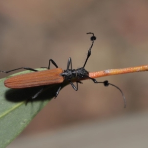 Tropis roei at Hackett, ACT - 3 Dec 2019 12:36 PM