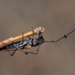 Tropis roei at Hackett, ACT - 3 Dec 2019 12:36 PM