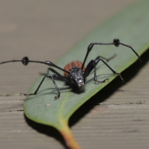 Tropis roei at Hackett, ACT - 3 Dec 2019 12:36 PM