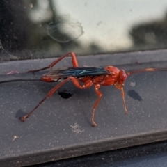 Lissopimpla excelsa (Orchid dupe wasp, Dusky-winged Ichneumonid) at Nicholls, ACT - 18 Nov 2019 by AngeD