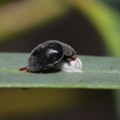 Coccinellidae (family) (Unidentified lady beetle) at ANBG - 2 Dec 2019 by TimL