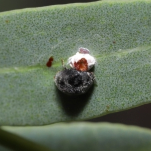 Coccinellidae (family) at Acton, ACT - 2 Dec 2019