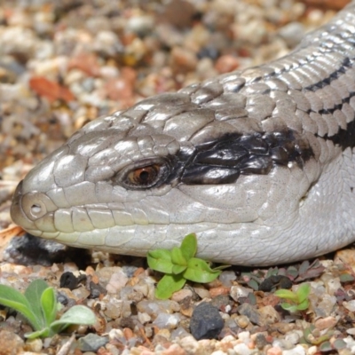 Tiliqua scincoides scincoides (Eastern Blue-tongue) at Acton, ACT - 4 Dec 2019 by TimL