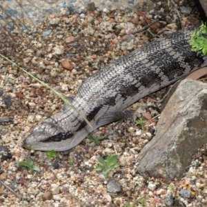 Tiliqua scincoides scincoides at Acton, ACT - 4 Dec 2019