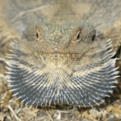 Pogona barbata (Eastern Bearded Dragon) at Ainslie, ACT - 21 Nov 2019 by jbromilow50