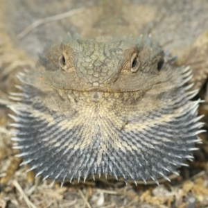 Pogona barbata at Ainslie, ACT - 22 Nov 2019