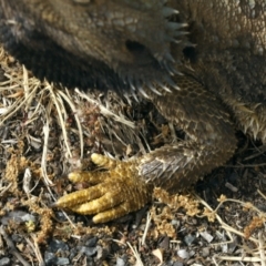 Pogona barbata at Ainslie, ACT - 22 Nov 2019