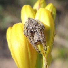Araneinae (subfamily) (Orb weaver) at Tennent, ACT - 11 Nov 2019 by MichaelBedingfield