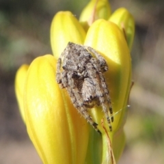 Araneinae (subfamily) (Orb weaver) at Tennent, ACT - 11 Nov 2019 by michaelb