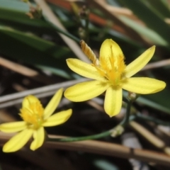 Tricoryne elatior (Yellow Rush Lily) at Conder, ACT - 29 Nov 2019 by michaelb