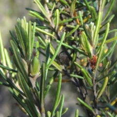 Bertya rosmarinifolia (Rosemary Bertya) at Tennent, ACT - 11 Nov 2019 by MichaelBedingfield