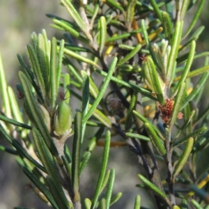 Bertya rosmarinifolia at Tennent, ACT - 11 Nov 2019 07:09 PM