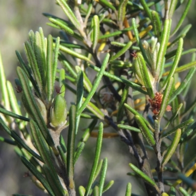 Bertya rosmarinifolia (Rosemary Bertya) at Tennent, ACT - 11 Nov 2019 by MichaelBedingfield