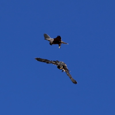 Falco peregrinus (Peregrine Falcon) at Wandiyali-Environa Conservation Area - 4 Dec 2019 by Wandiyali
