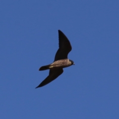 Falco peregrinus at Googong, NSW - 5 Dec 2019