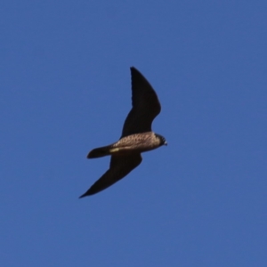 Falco peregrinus at Googong, NSW - 5 Dec 2019