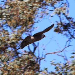 Falco peregrinus at Googong, NSW - 5 Dec 2019