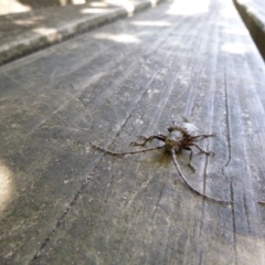 Rhytiphora sp. (genus) (Longhorn beetle) at Tathra Public School - 4 Dec 2019 by TathraPreschool