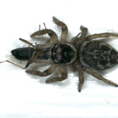 Maratus griseus (Jumping spider) at Ainslie, ACT - 22 Nov 2019 by jb2602