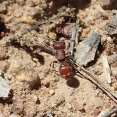 Mutillidae (family) (Unidentified Mutillid wasp or velvet ant) at Mount Painter - 20 Nov 2019 by CathB