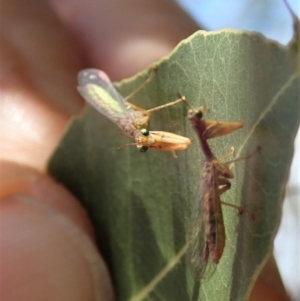 Mantispidae (family) at Cook, ACT - 1 Dec 2019