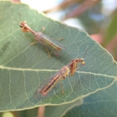 Mantispidae (family) at Cook, ACT - 1 Dec 2019