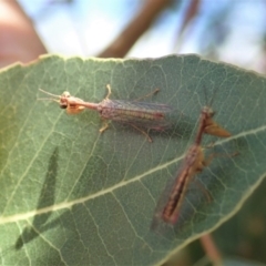 Mantispidae (family) at Cook, ACT - 1 Dec 2019