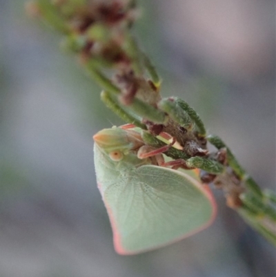 Siphanta sp. (genus) (Green planthopper, Torpedo bug) at Cook, ACT - 4 Dec 2019 by CathB