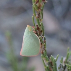 Siphanta sp. (genus) at Cook, ACT - 4 Dec 2019 05:09 PM